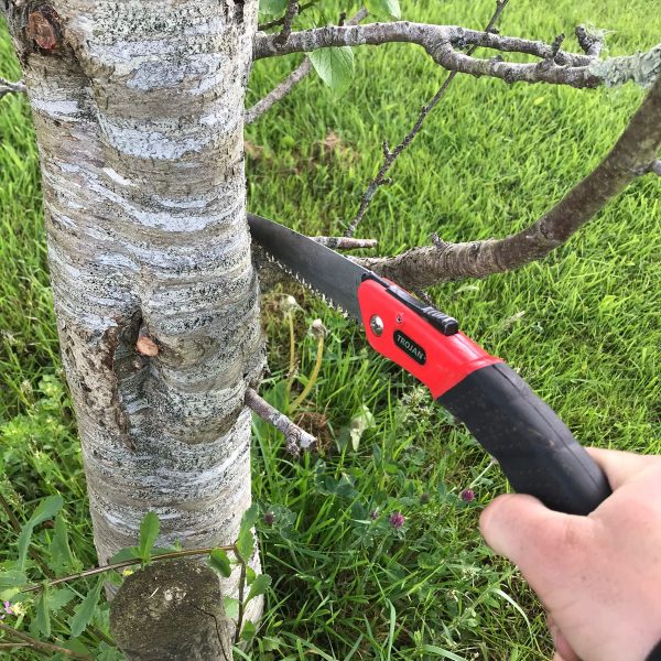 What to prune in spring?
