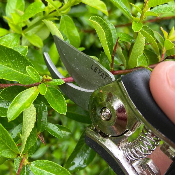 What to prune in autumn?
